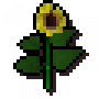 sunflower.png