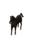 black_unicorn_foal.png