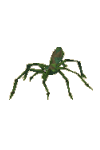 jungle_spider.png